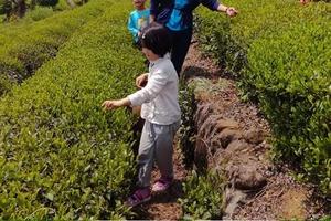 【上午场】04.20南京亲子研学｜采茶之行让孩子大呼过瘾~