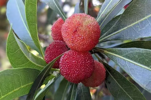 爬山采摘｜6.22杨梅亲子行，无锡军嶂古道赏太湖景