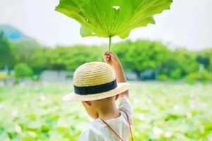 【特价9元】8.24下午，江南可采莲，莲叶何田田~一起来玩莲蓬吧