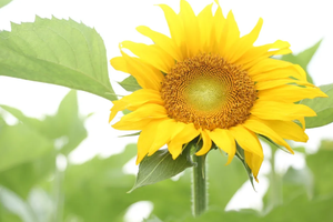 【自然研学 】9.15向日葵研学，好看好玩好吃～