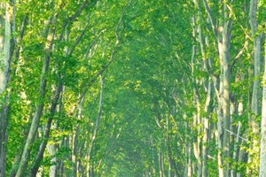 【休闲徒步】10.7画“犀牛”，南京最美梧桐大道打卡10个景点