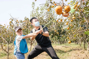 【喜“柿”连连】10.5下午摘柿子、做水果茶、柿柿如意画|亲子半日营