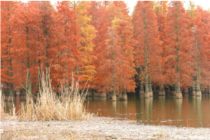 徒步系列 | 11.27 小环水杉长廊，探寻止马岭落羽秘境