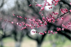 休闲观景 | 02.22 行走古村石山下村，傅家边赏梅 ，置身十里梅林，万亩花海