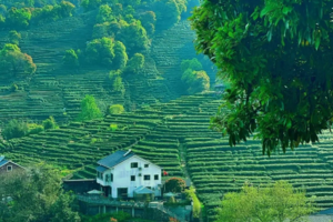 徒步系列 | 06.21 【玩水必去】徒步九溪十八涧，赏最美茶园龙井茶园