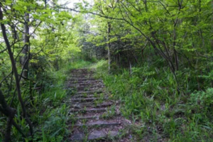 （已成行）登山徒步 | 03.28 武岐山空青山环线，领略悠远迷人的古茶道文化