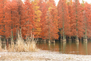 徒步系列 | 11.18 小环水杉长廊，探寻止马岭落羽秘境