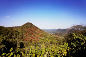 登山系列 | 11.19 穿越野趣十足的老山西线，相约南京古惠济寺，美了千年的三棵古银杏