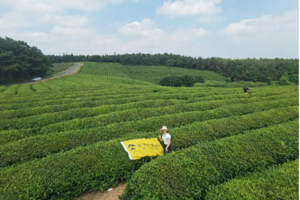 徒步系列 | 04.17 游高淳，登游子山，赏石臼湖龙猫草海，在如画的山水间游走