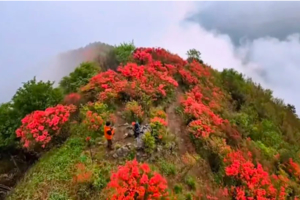 登山徒步 | 04.18 人间四月天，行走宁国汤公山，赏万亩杜鹃映山红