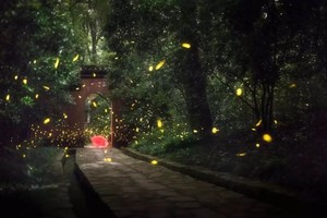 徒步系列 | 07.04 钟山风景区，萤火之森！惊艳你的仲夏夜！