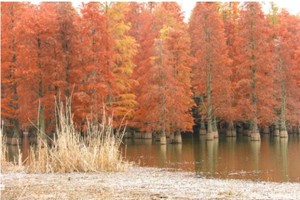 徒步系列 | 11.29 止马岭大泉湖大环线，赏大美水杉林，漫步秋色山林，行走火山岩上