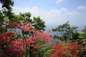 登山徒步 | 04.26 行走宣城广德金龙山，赏杜鹃花开满山红