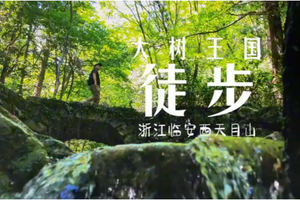 登山徒步 | 10.25 西天目山大树王国仙人顶环线，千年古树与地质奇观的浙西秘境