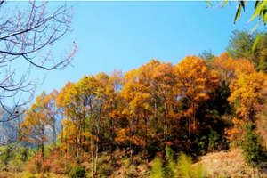 （已成行）徒步登山 | 11.15 秋染层林，皖南旌德黄高峰环线，走进秋日的诗意画卷