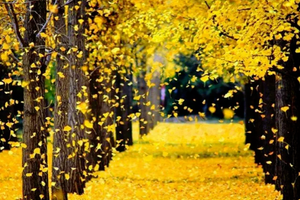 （已成行）徒步登山 | 11.22 银杏秘境，徒步六八古道，赏十里银杏长廊，走进秋日童话