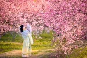 每周三/四/六/日出发【从化春色】天适樱花园+向日葵花海+罗洞小镇1日游