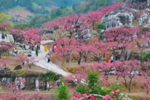 3.11/14/15成行，【连平桃花1天特价98元】奔赴连平万亩粉色海洋，定格你的春日专属大片！