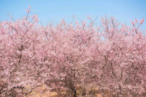 3.11-12/14-15成行【九峰&樱花2天】 相约广东小平坝，赏醉美樱花，探寻九峰花海！