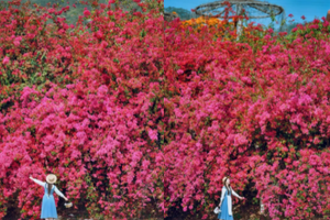 每周三/四/六/日【浪漫春色】超出片！堕入惠州三角梅、炮仗花花海瀑布，漫步金色向日葵花海