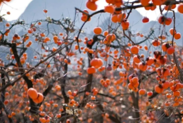 每周三/周六出发特价298【恭城月柿2天】柿子红了，一起行摄恭城红岩村、黄姚古镇，感受广西的秋色！