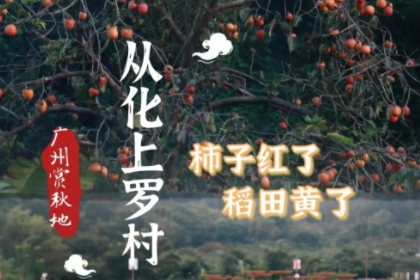 11.23岑村天河智慧城镇龙集合49元【从化三大秋色】上罗千亩柿子海+艾米稻香小镇+罗洞工匠小镇-特价路线50人成行