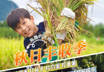 自驾亲子【秋收割稻+摘柿子】11月22日/23日/29日割稻谷碾米、打柿子、捡鸟蛋、DIY竹筒饭、挖番薯、赶鸭子、手作柠