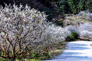 每周末出发【从化十登丨第五峰桂峰山】山峦叠翠、桂峰山花海，探白色从化-；；