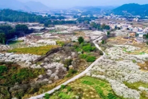 79元出发||从化神秘狮象岩遗址+桂峰山李子花1天（不登山亲子线路）-