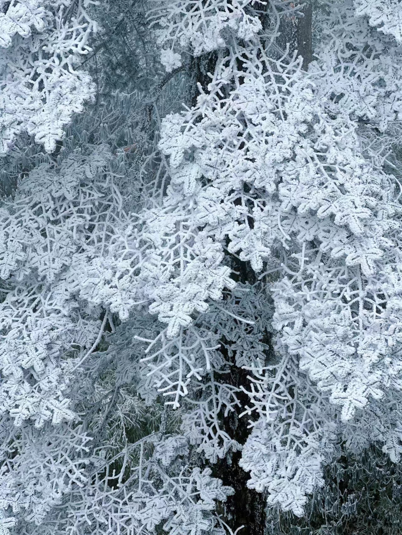 1702718038211119.jpg 41be6dd598d0d4cca081f657bfed947.jpg