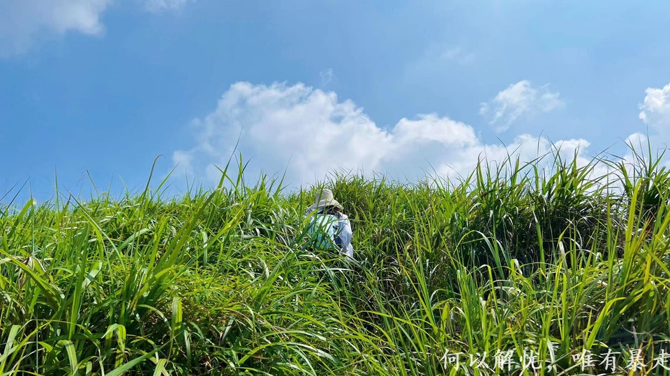 大南山20020731 (28)