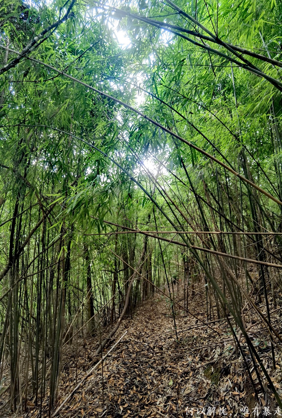 万绿湖20220806 (17)