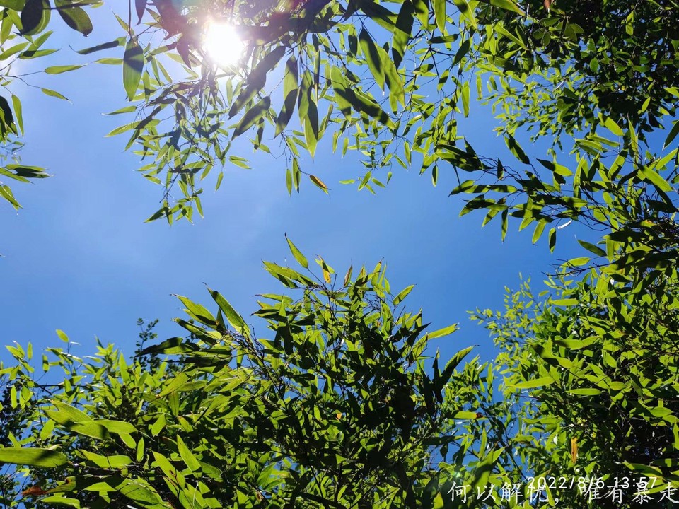 罗浮山 20220806 (45)