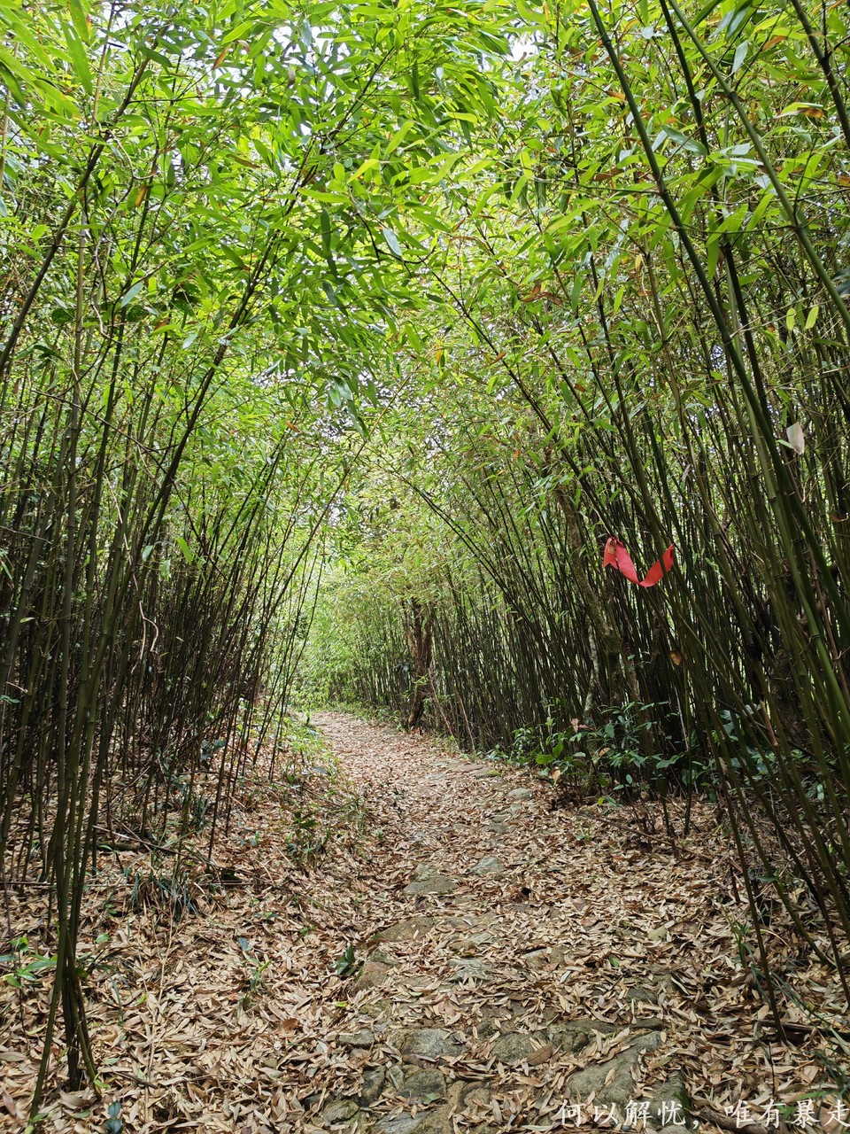 罗浮山 20220626 (10)