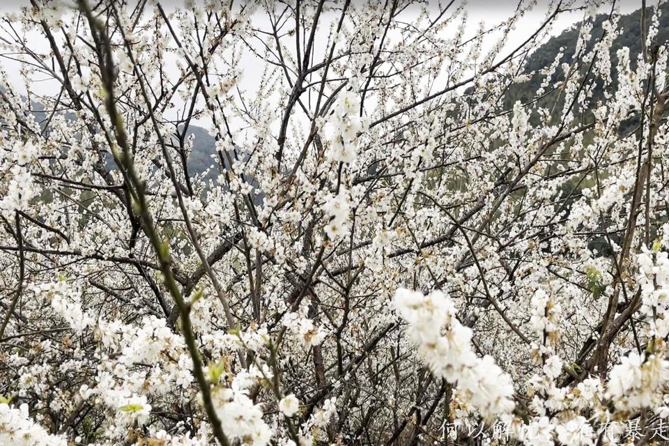 流溪赏梅 10