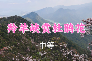 杜鹃花开了！成团！89元起！周六3.28【羚羊峡龙门顶12公里】 登西江羚山顶峰龙门顶，赏羚羊峡景区风光