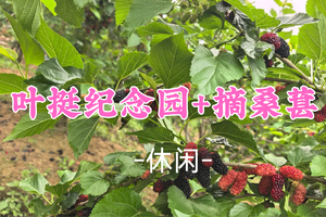 即将成团！新线首发！79元起！周六3.28 【休闲】桑葚采摘季，周末亲子游好去处+致敬名将叶挺