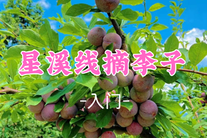 已成团！65元起! 周六6.6 蓝天领队【 星溪线13公里+摘李子】广州从化星溪线+千泷沟大瀑布+竹筒饭