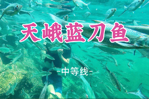 即将成团！新线！6.5晚-6.7，夏天领队【天峨蓝刀鱼】河池天峨县浆板蓝刀鱼风暴，戈见山巅看峰林