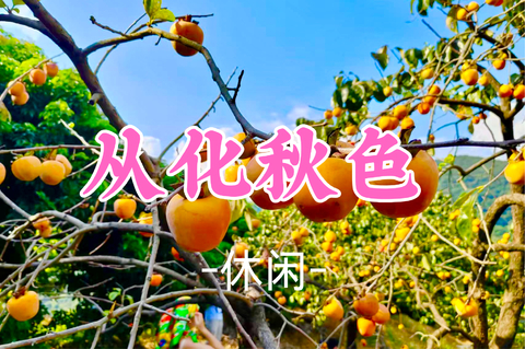 即将成团！89元起！周四10.22【休闲】二货领队【广州三大秋色】上罗千亩柿子海+艾米稻香小镇+罗洞工匠小镇