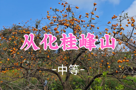 已成团！89元起，周六10.24 游侠领队【桂峰山8公里】桂峰山赏柿，徒步田园乡间