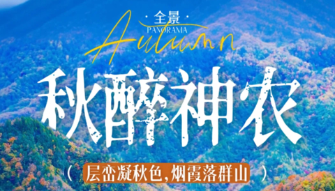 【秋醉神农5天】华中屋脊上，一场燃烧的秋