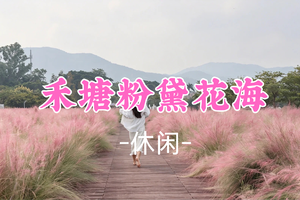 新线！成团！59元起！周日11.1 晴雨领队【休闲摄影】秋日限定｜7000㎡禾塘粉黛花海 + 600 年大鹏所城一日休闲游