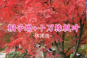 即将成团！观赏期 ！408元起！11.22-11.23【金秋桐子坳+十万株枫叶】银杏第一村，大峡谷十万株枫叶林，零陵古城