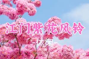 成团！65元起！周六12.13【休闲】珠三角醉美紫花风铃+蒲葵林+江门狂飙拍摄地
