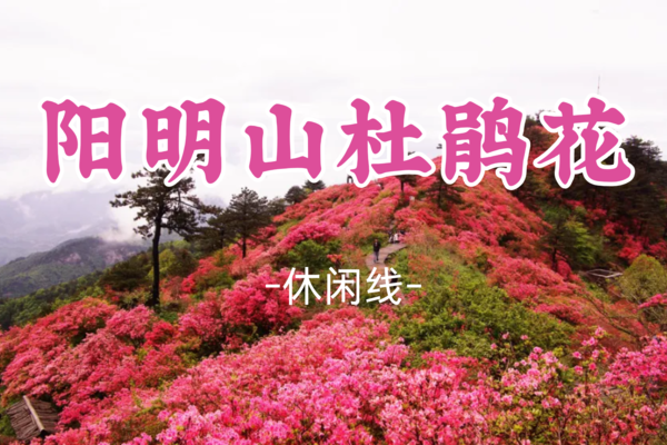 即将成团！五一5.1-5.3【阳明山杜鹃花3天】黄姚古镇 零陵古城 赏杜鹃花 上甘棠古村