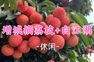 已成团！69元起！周六6.6 猫玖领队【休闲】增城摘荔枝+赏莲塘荷塘美景+玩转“广东小九寨”白江湖森林公园