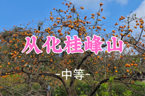 即将成团，二货领队，79元起，周六11.8【桂峰山8公里】桂峰山赏柿，徒步田园乡间，赏醉美金色稻田