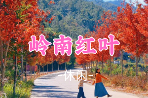 即将成团！甜菜领队，128元起，周六11.8【休闲】岭南红叶世界赏枫徒步，享受秋日慢时光