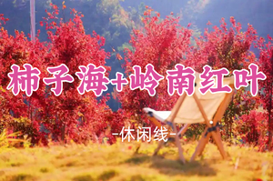 即将成团！11.8-11.9特价428元起！【柿子海+岭南红叶】从化上罗村千亩柿子海、稻香小镇，岭南红叶世界、纯正真温泉